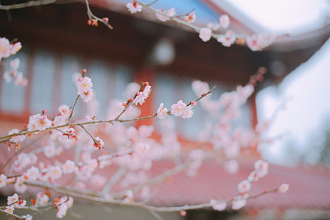 林阳禅寺旅游景点攻略图