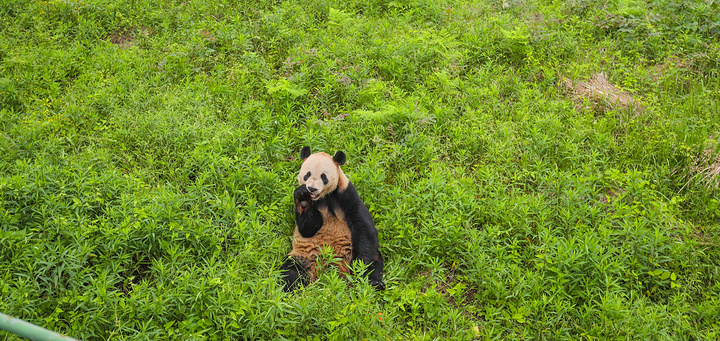 "都非常的富有爱心，所以大家都被可爱的熊猫们给迷住了，所以干脆在栏杆旁可劲的观看可爱的大熊猫们萌..._下渚湖熊猫园"的评论图片