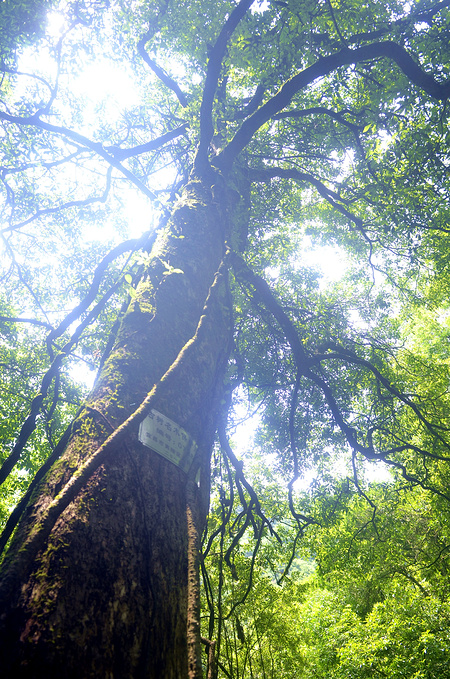 探寻亚洲最大野生楠木林宜昌中亚楠木林游记