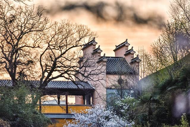 鸡鸣寺樱花大道