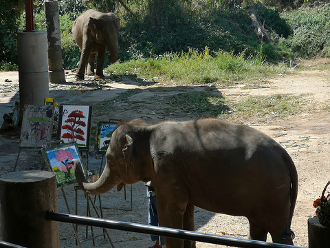 美莎大象营旅游景点攻略图