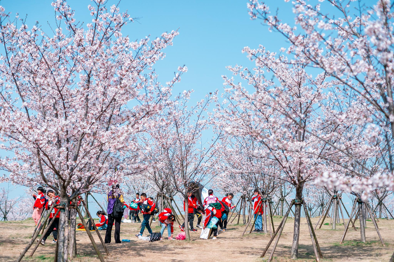 2018无锡鼋头渚樱花节，世界唯一夜樱观赏地