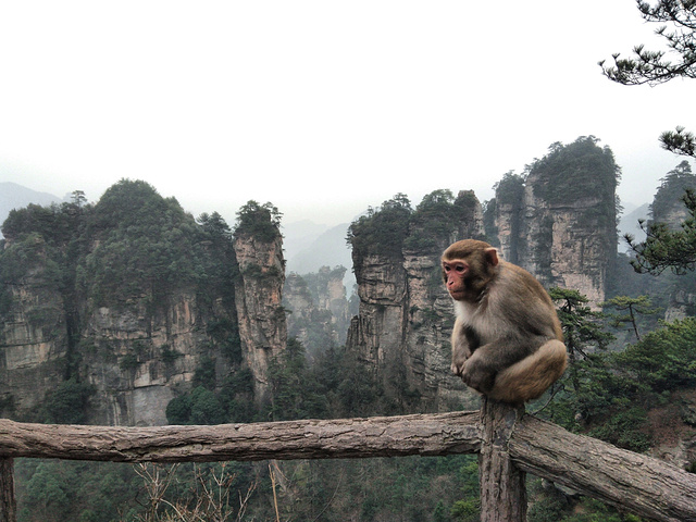 "黄石寨的著名风景双门迎宾和五指峰，跟着猴子一起非常有意境。一般住在武陵源门口的是团客。直接上山_黄石寨"的评论图片
