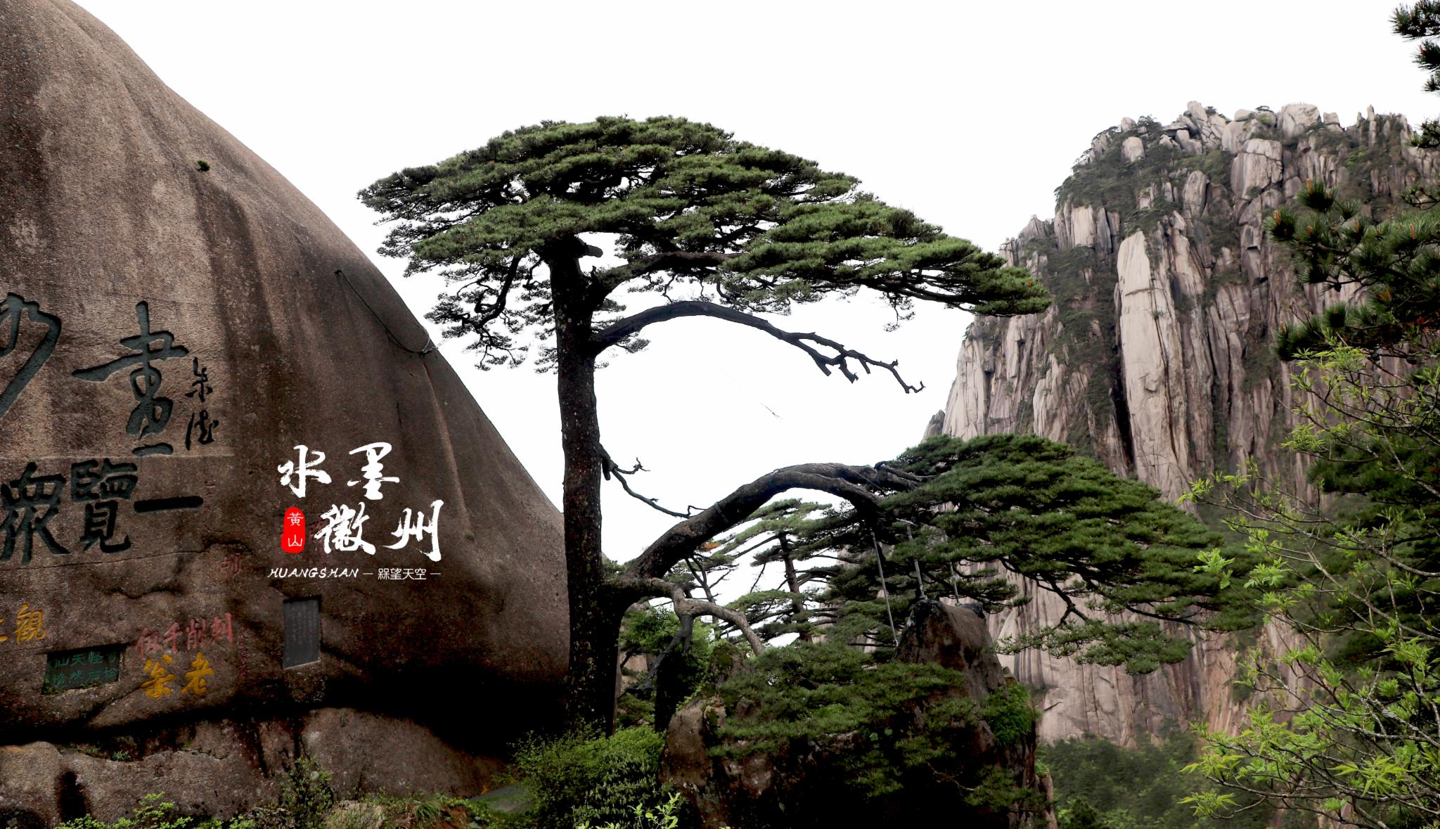 黃山有名的迎客松黃山 的迎客松(上) 黃山 的清松雲海(下)黃山 的