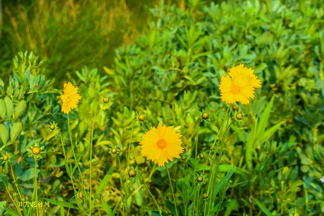 芦花荡湿地公园