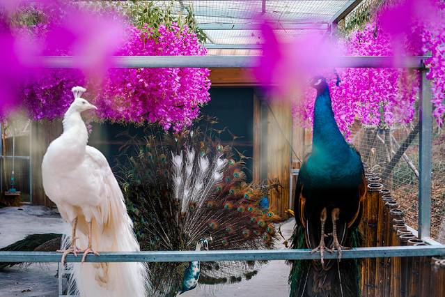 松垟花开火车乐园