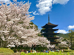 不一样的日本，四天三晚体验民风淳朴、景色秀丽的山口之旅