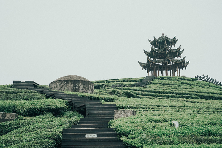 "位于北纬30度的伍家台村，是我在国内见过最美的茶园了，泡出的茶清香、回甘，饮后可清心定神_施南茶堂·伍家台贡茶(金桂大道店)"的评论图片