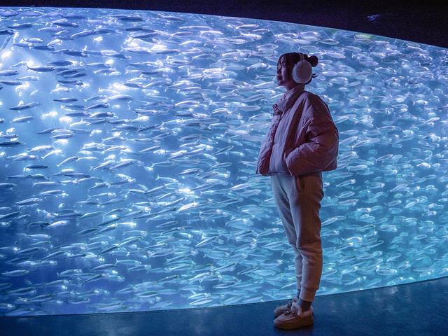 "银河水槽里成群的沙丁鱼，在蓝色的海洋里闪着耀眼的银色光芒，非常美丽，这里也非常适合拍照打卡，不容错过_登别海洋公园尼克斯"的评论图片