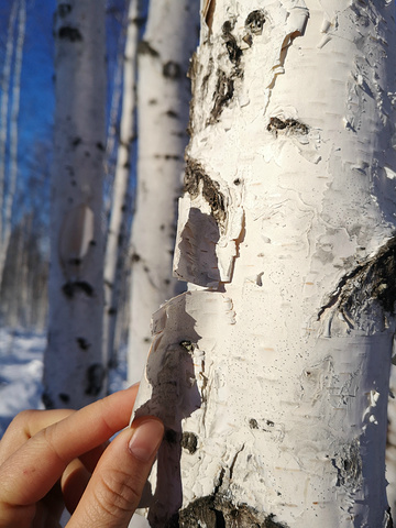 "大家在雪地里扒拉找来找去， 大概找了快半小时 好在是找着了， 建议大家手机配个鲜艳的壳 或者挂上绳子_白桦林"的评论图片