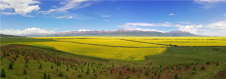 "门源万亩油菜花海是最早最出名的，关键在于身后的雪山，彼此相衬，美不胜收_门源百里油菜花海"的评论图片