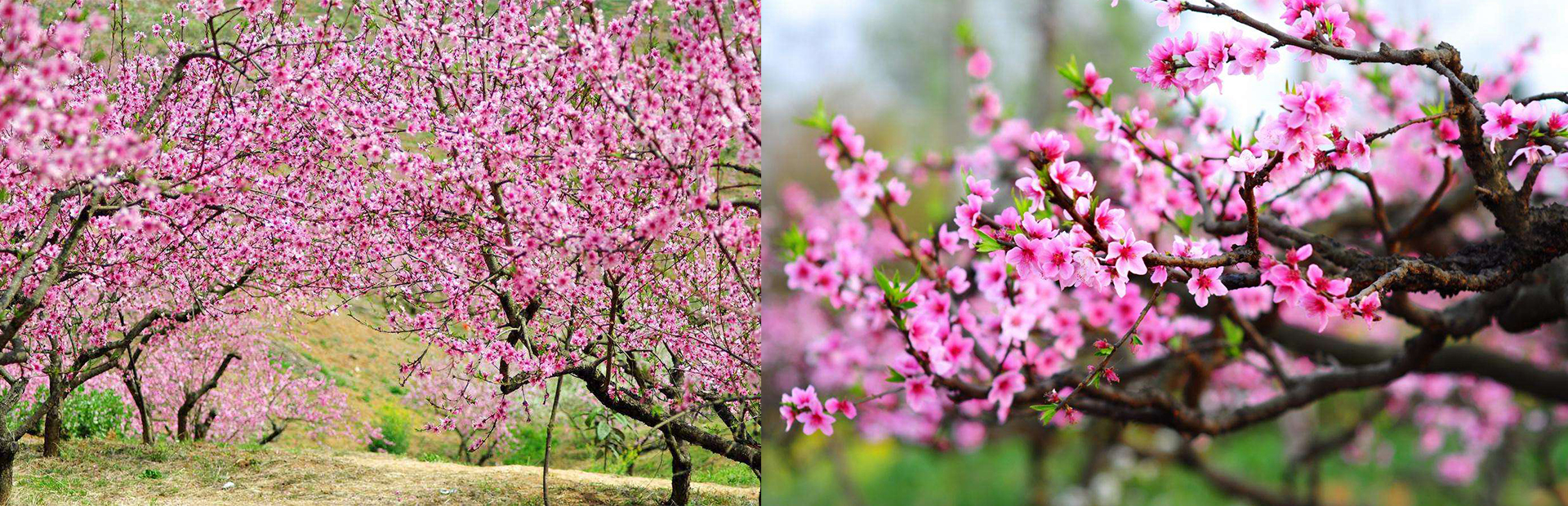 2019年成都龙泉驿区桃花开多久？龙泉桃花赏花攻略