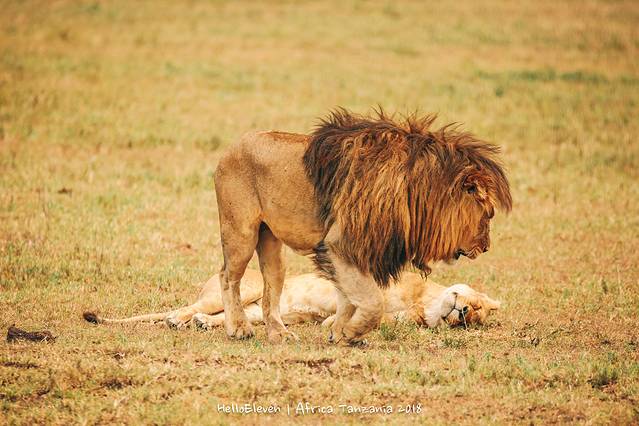 恩戈罗恩戈罗保护区