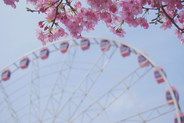 "顾村公园作为魔都赏樱的首选之地，早早拉开了樱花节的帷幕。今年上海的雨水较多，顾村的樱花会较往年迟一些_顾村公园"的评论图片