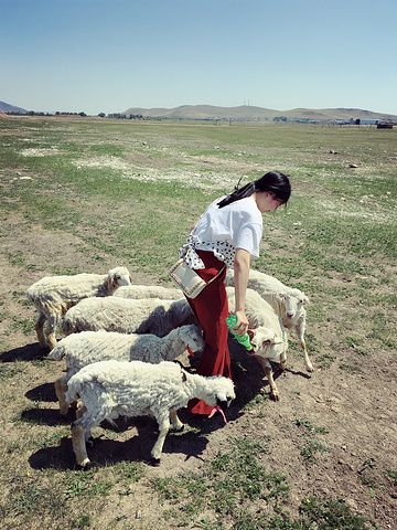 "一大早刘师傅领我去了一家牧户体验我期待已久的喂小羊羔，访牧户是要收门票的，旅行社一般价格是200一人_恩和俄罗斯族民族乡"的评论图片