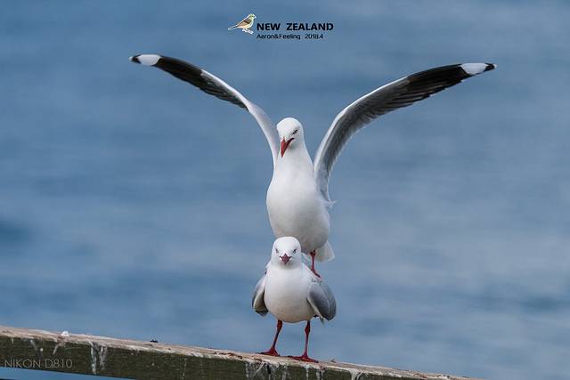 普卡基湖游客中心