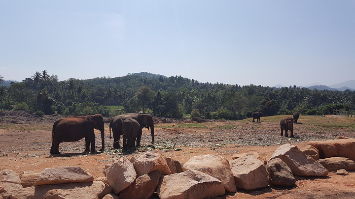 "大象孤儿院专门收养那些无家可归、掉入深坑或陷阱、脱离象群，尤其是身受重伤或身患疾病的幼象_品纳维拉大象孤儿院"的评论图片