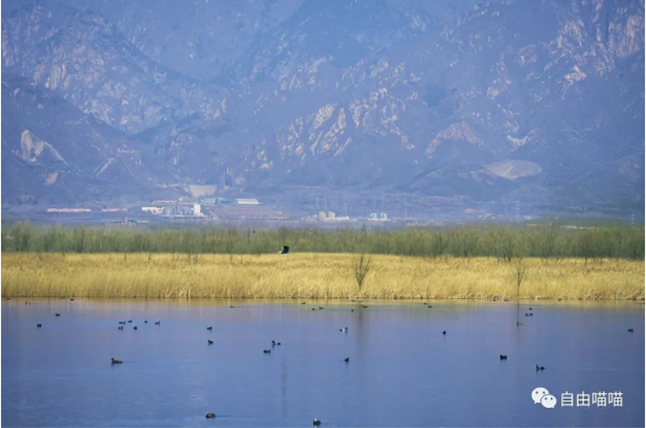 "野鸭湖国家湿地公园是华北最大北京唯一湿地鸟类自然保护区，占地面积283.4 公顷，以湖水湿地为..._野鸭湖国家湿地公园"的评论图片