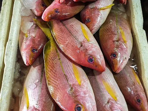 金巴兰鱼市场旅游景点图片