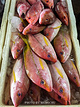 金巴兰鱼市场