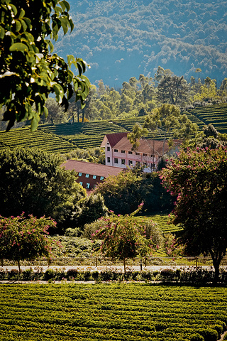 茶田里还有红色屋顶的别墅建筑,看上去就像走进了某个国外的庄园一般