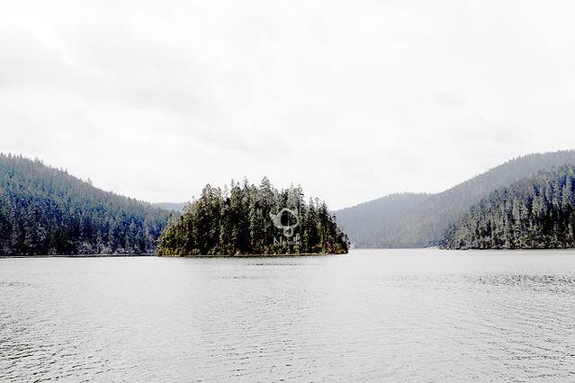 普达措杜鹃花海