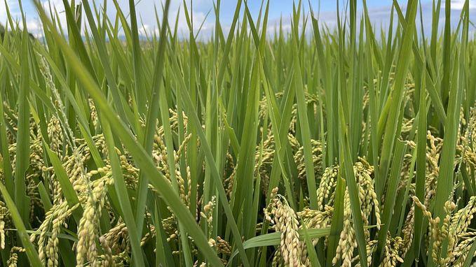 洱海图片