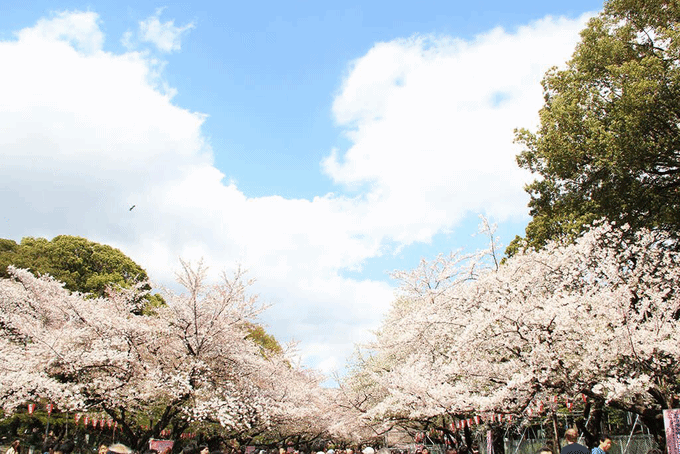 日本樱花季新玩法 赏樱 美食 购物一网打尽 冈山市旅游攻略 游记 去哪儿攻略