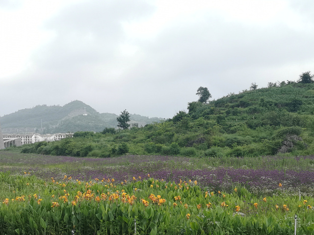 "天台山的风景，还好，往回走的时候，我们走了近路，倒是见到一片花海，花，却有些凋敝，似乎缺少管理_天台山"的评论图片
