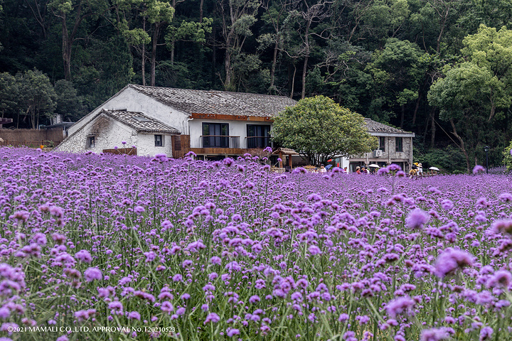 "彼时正是紫色鼠尾草盛开的季节，一片浪漫的紫色弥漫山间田野，美不胜收，令人驻足_灵峰景区"的评论图片