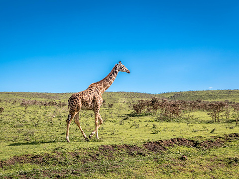长颈鹿中心旅游景点图片