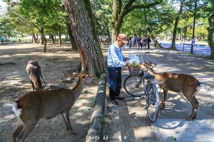 "...中放养的一群群小鹿，它们聚集在 奈良 公园和山野之间，与人友好相处，是 奈良 最为吸引人的地方_奈良公园"的评论图片