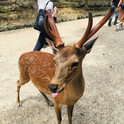 吐舌头卖萌中,小爪子也好可爱,好像乔巴诶被鹿追赶的j姐,吓的呲牙咧嘴