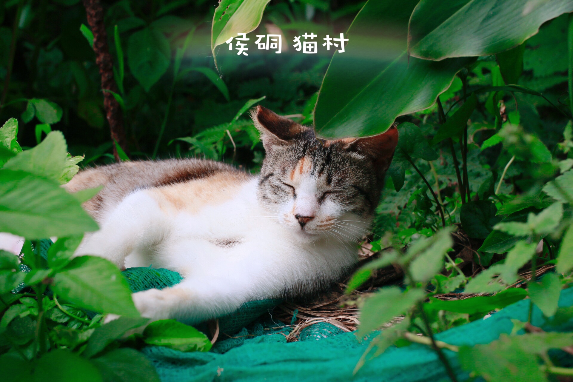 猴硐猫村位于台湾新北市瑞芳区侯硐车站周边百猫街栖息的猫因长期与