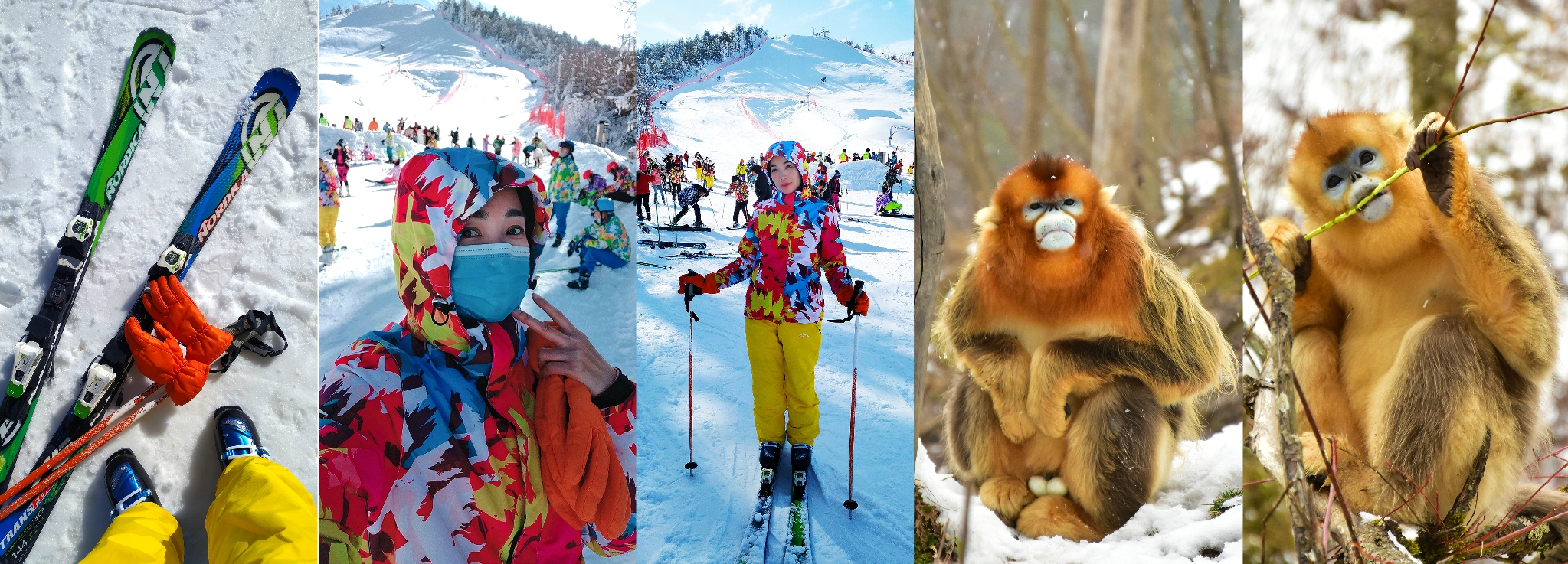 冰雪神农架，不仅有美丽金丝猴，还有超棒的滑雪胜地