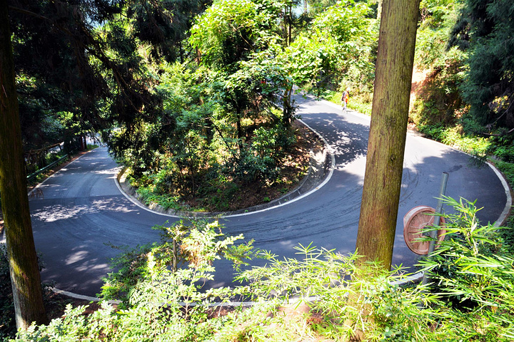 "紫竹林位于半山亭上方300米处的盘山公路边_紫竹林"的评论图片