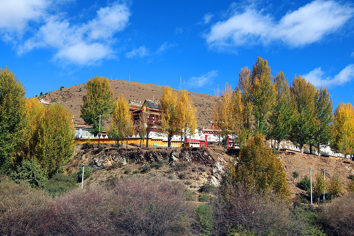 "蚌普寺，树叶已染上色彩，衬着南天白云，一遍金光闪闪。 路况好，也是自驾天堂了。 到桑堆镇吃午餐_蚌普寺"的评论图片