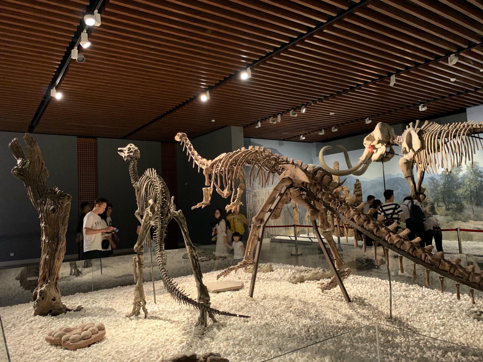 南京博物院中国三大博物馆之一的国家级博物馆