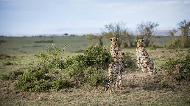 马赛马拉国家保护区