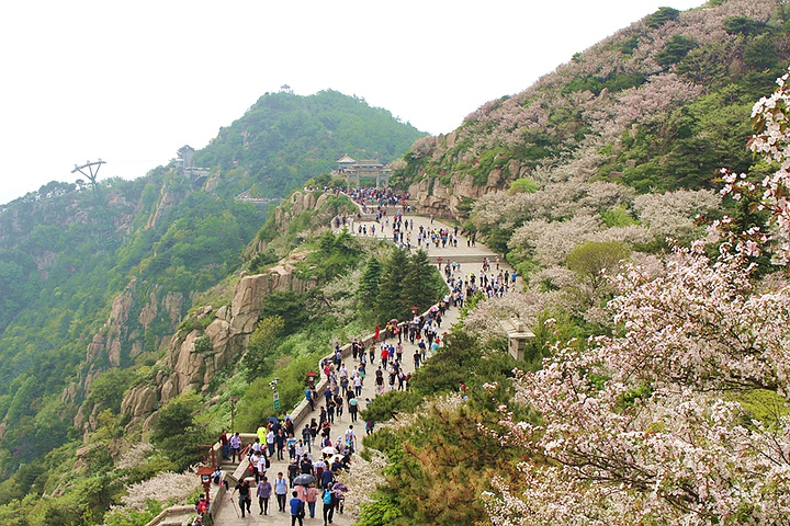 "登泰山四季都可，但最佳时间应该是5月中旬，因为这个时候，漫山遍野都是海棠花，非常美丽_天烛峰"的评论图片