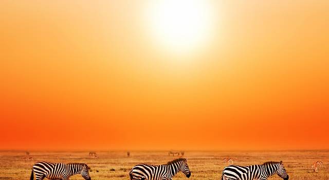 如何能吸到幸运锦鲤的欧气,去环游非洲的故事