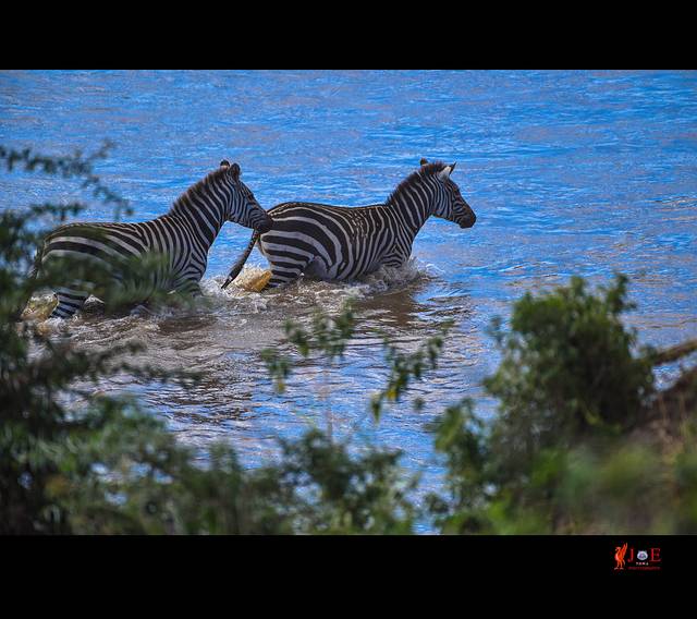 马赛马拉国家保护区