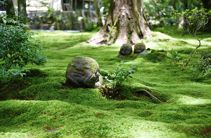 三千院虽然门票便宜但是离市中心较远,所以即使不用预约,人也不至于太多。三千日元嫌贵,可以去三千院