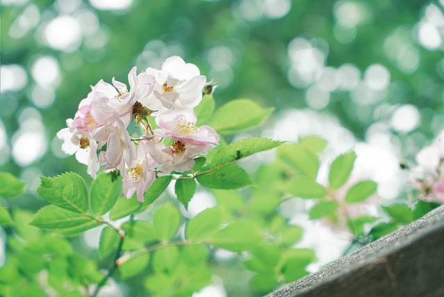 颐和路民国时期公馆风貌区