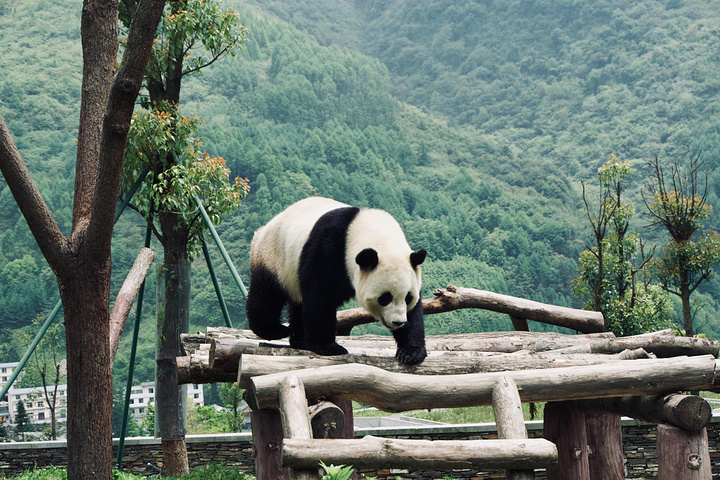 汶川大熊猫基地图片