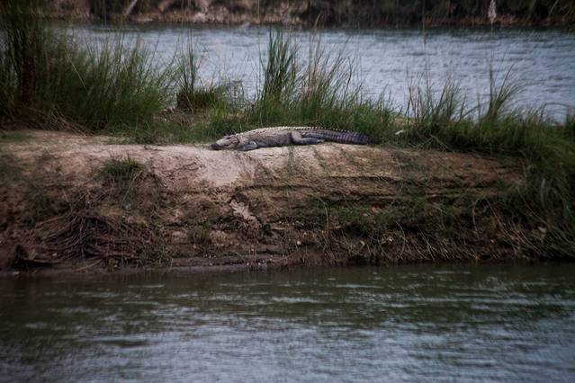 奇特旺国家公园