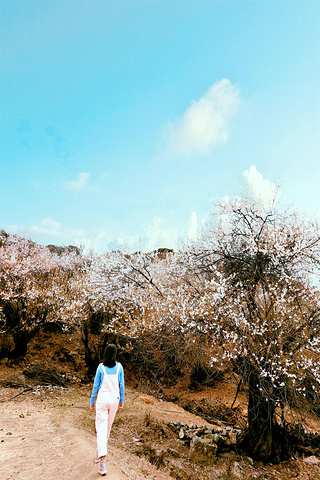 "这里是3月下旬观赏桃花的最佳地，但我们来到时村里的桃花已全部掉完，感兴趣的小伙伴可以根据时间合..._雅鲁藏布大峡谷"的评论图片