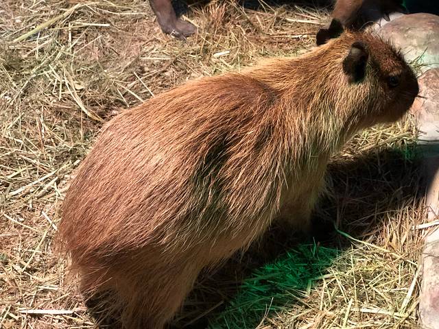 摸摸乐萌宠园(红星新华国际广场店)