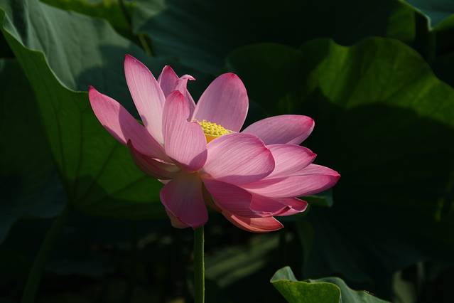 莲花湖旅游景区