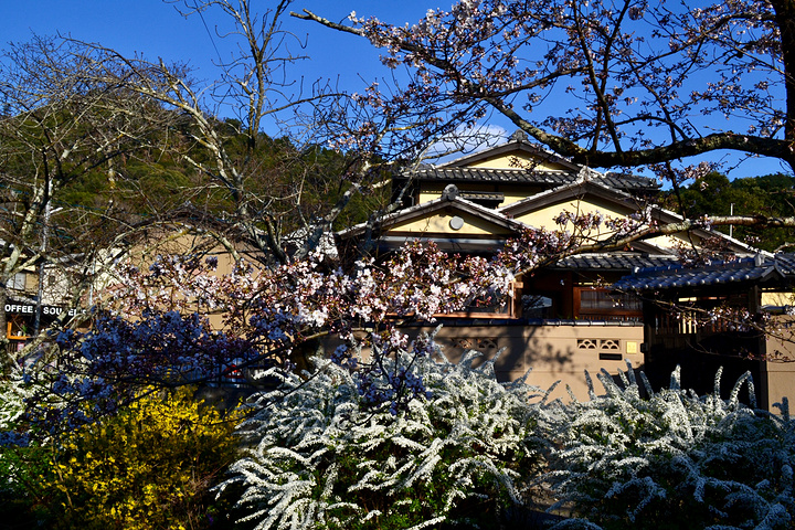 "银阁寺本名慈照寺，与金阁寺一样，同为临济宗相国寺派寺院，也是室町时代所建。银阁寺门票_银阁寺"的评论图片